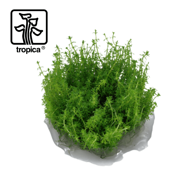 Tropica In-Vitro 1-2-Grow! Myriophyllum 'Guyana' - Real Aquatics