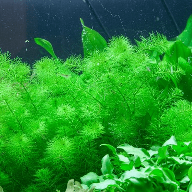 Tropica In-Vitro 1-2-Grow! Myriophyllum 'Guyana' - Real Aquatics