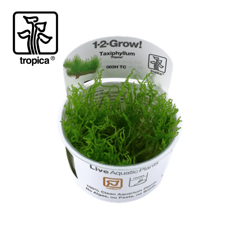 Tropica In-Vitro 1-2-Grow! Taxiphyllum Flame Moss - Real Aquatics