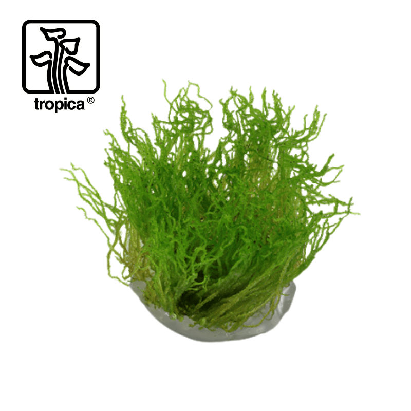 Tropica In-Vitro 1-2-Grow! Taxiphyllum Flame Moss - Real Aquatics