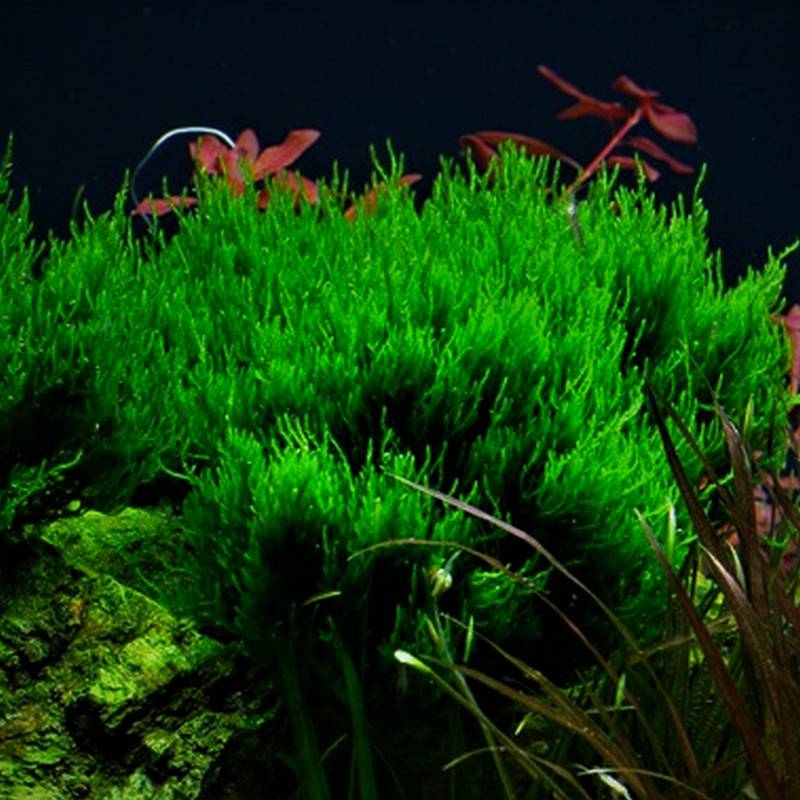 Tropica In-Vitro 1-2-Grow! Taxiphyllum Flame Moss - Real Aquatics