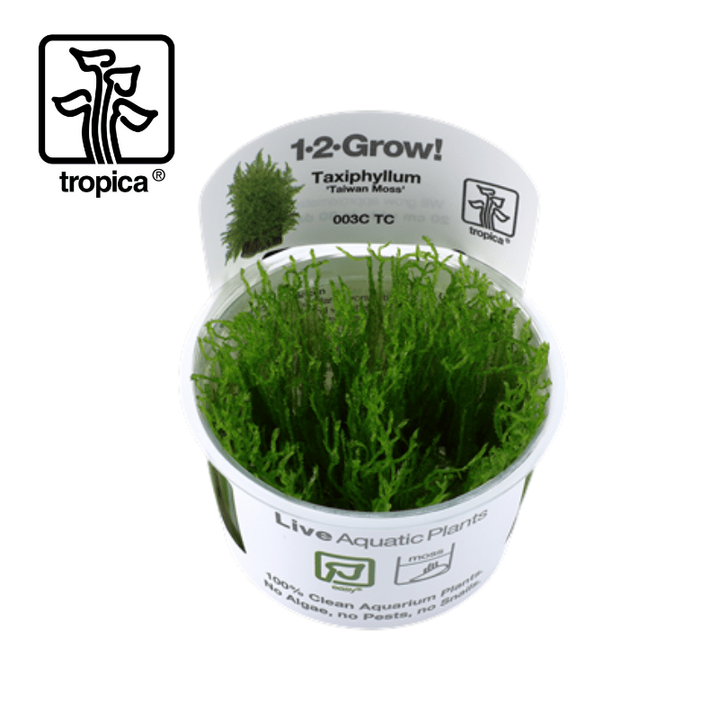 Tropica In-Vitro 1-2-Grow! Taxiphyllum 'Taiwan Moss' - Real Aquatics