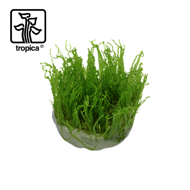 Tropica In-Vitro 1-2-Grow! Taxiphyllum 'Taiwan Moss' - Real Aquatics