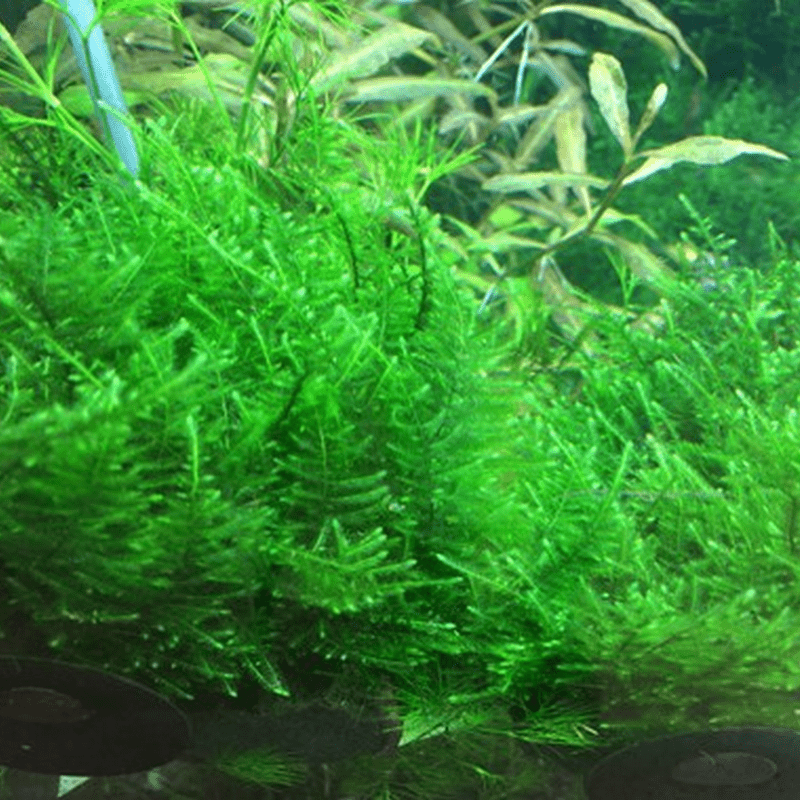 Tropica In-Vitro 1-2-Grow! Taxiphyllum 'Taiwan Moss' - Real Aquatics