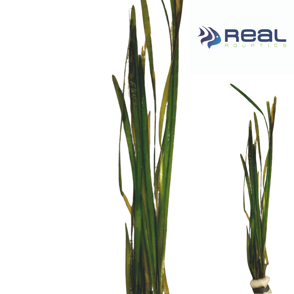 Vallisneria Spiralis Straight Vallis Grass Live Plant Bunched - Real Aquatics