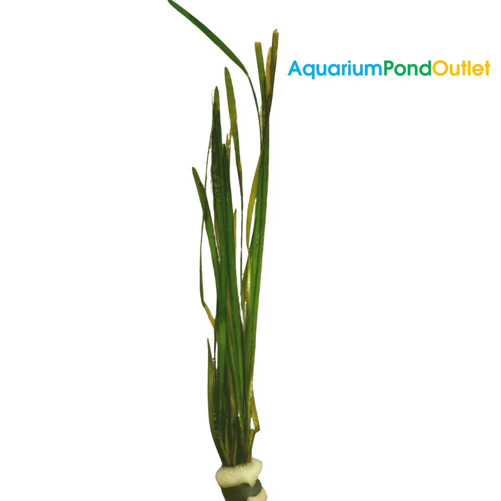 Vallisneria Spiralis Straight Vallis Grass Live Plant Bunched - Real Aquatics