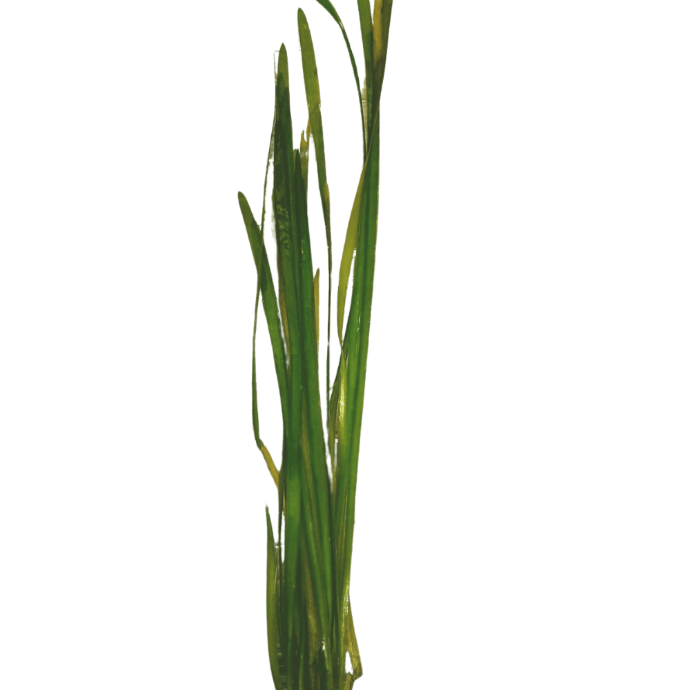 Vallisneria Spiralis Straight Vallis Grass Live Plant Bunched - Real Aquatics