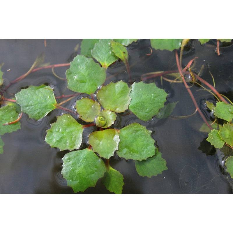 Water Chesnut Trapa Natans Pack of 5 Live Plant - Real Aquatics