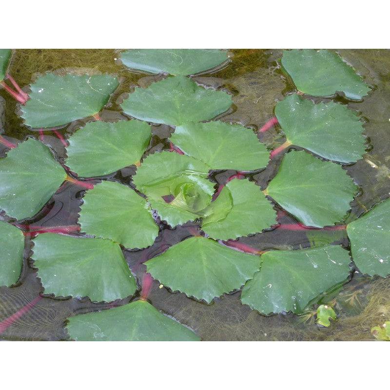 Water Chesnut Trapa Natans Pack of 5 Live Plant - Real Aquatics