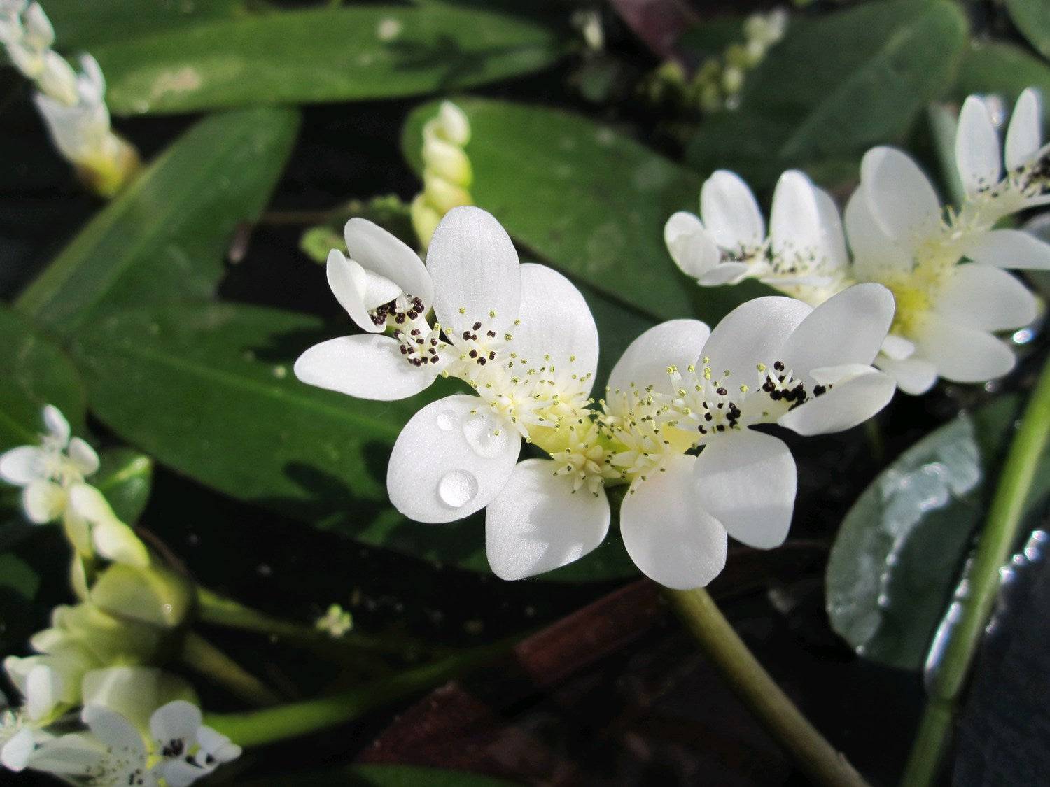 Water Hawthorn Aponogeton Distachyos Live Plant - Real Aquatics