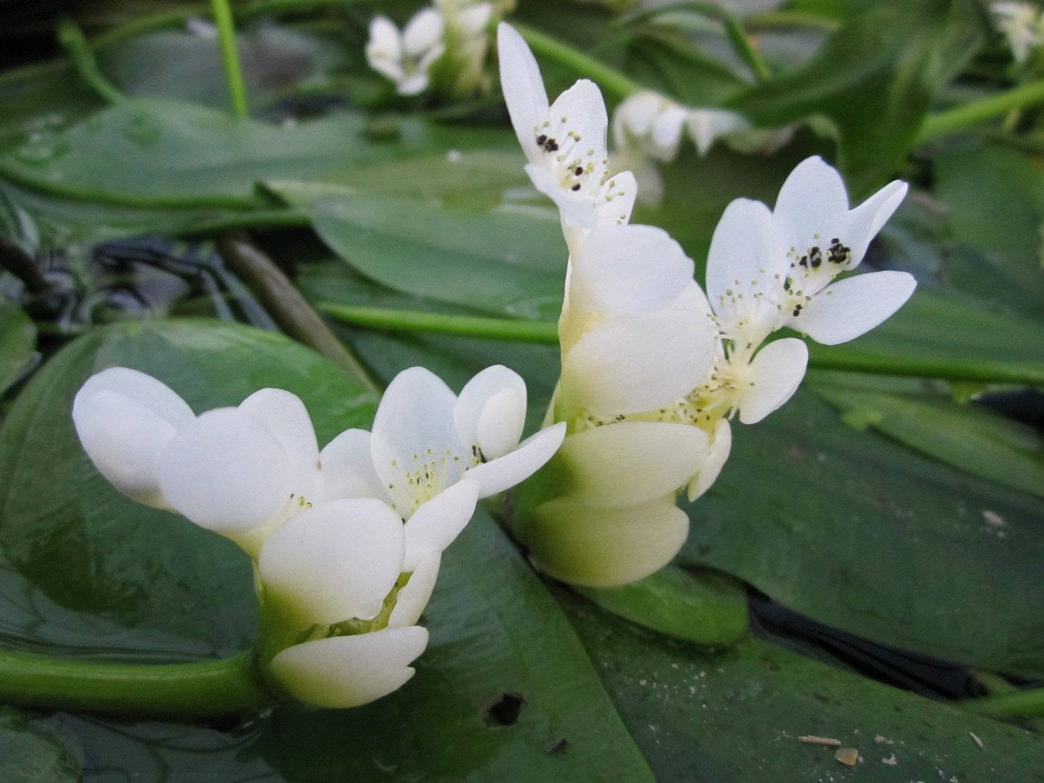 Water Hawthorn Aponogeton Distachyos Live Plant - Real Aquatics