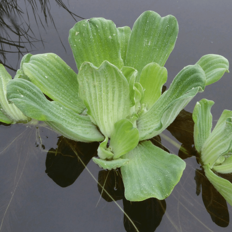 Water lettuce Pistia Stratiotes Floating Pond Plant - Real Aquatics