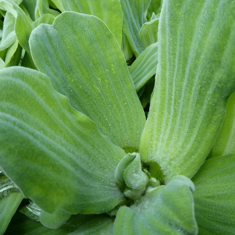 Water lettuce Pistia Stratiotes Floating Pond Plant - Real Aquatics