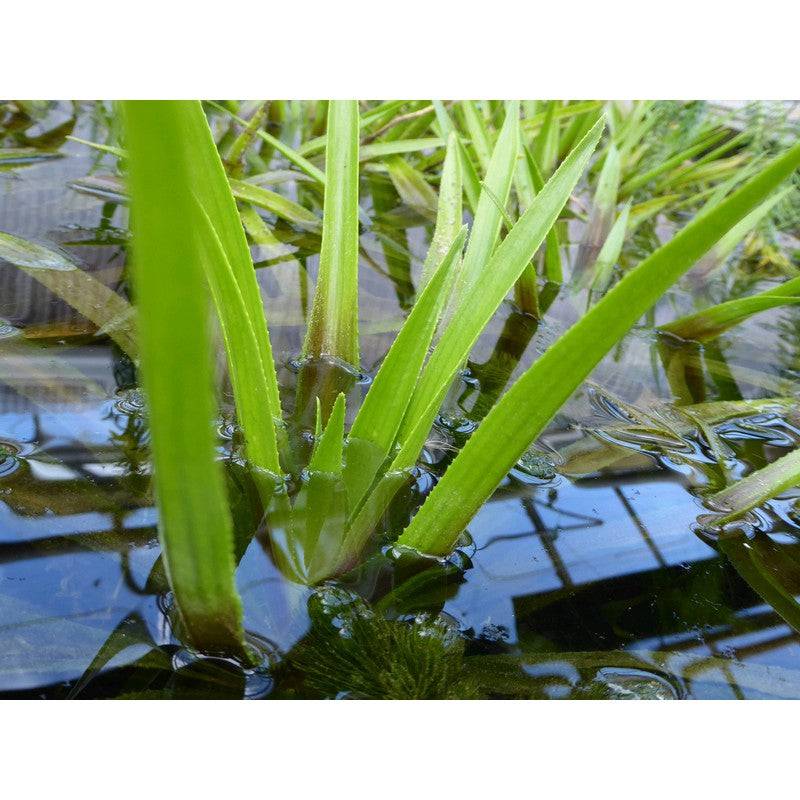 Water Soldier Stratiotes Aloides Live Plant - Real Aquatics