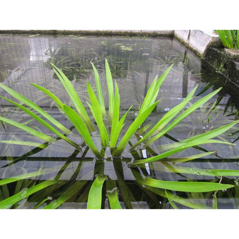 Water Soldier Stratiotes Aloides Live Plant - Real Aquatics