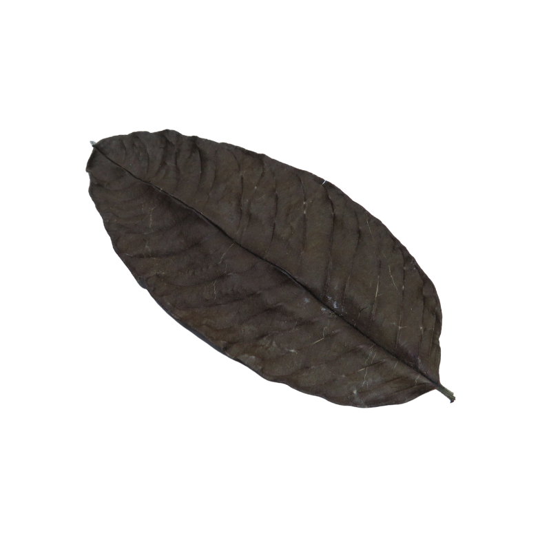 guava tobacco leaf DaBossLeaf Glaze 4pk 20ct Boss Flavonoids (more than 1.4 % ) and tannins are dominate the polyphenolic component of guava leave Guava Lava ShishaTech
