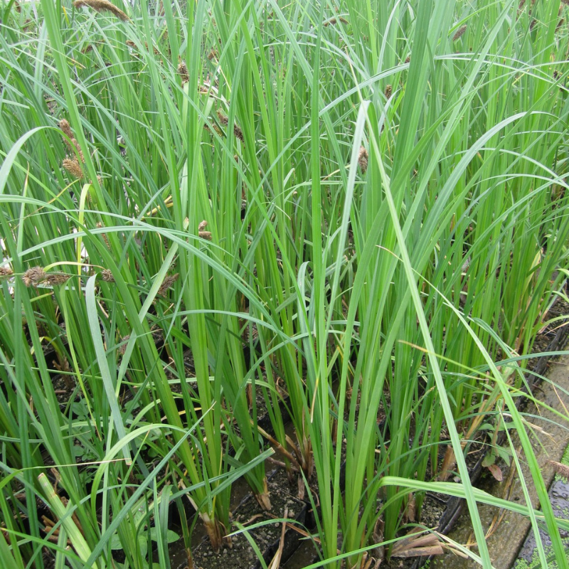 Craex Riparia Carex Riparia Greater Pond Sedge | Real Aquatics
