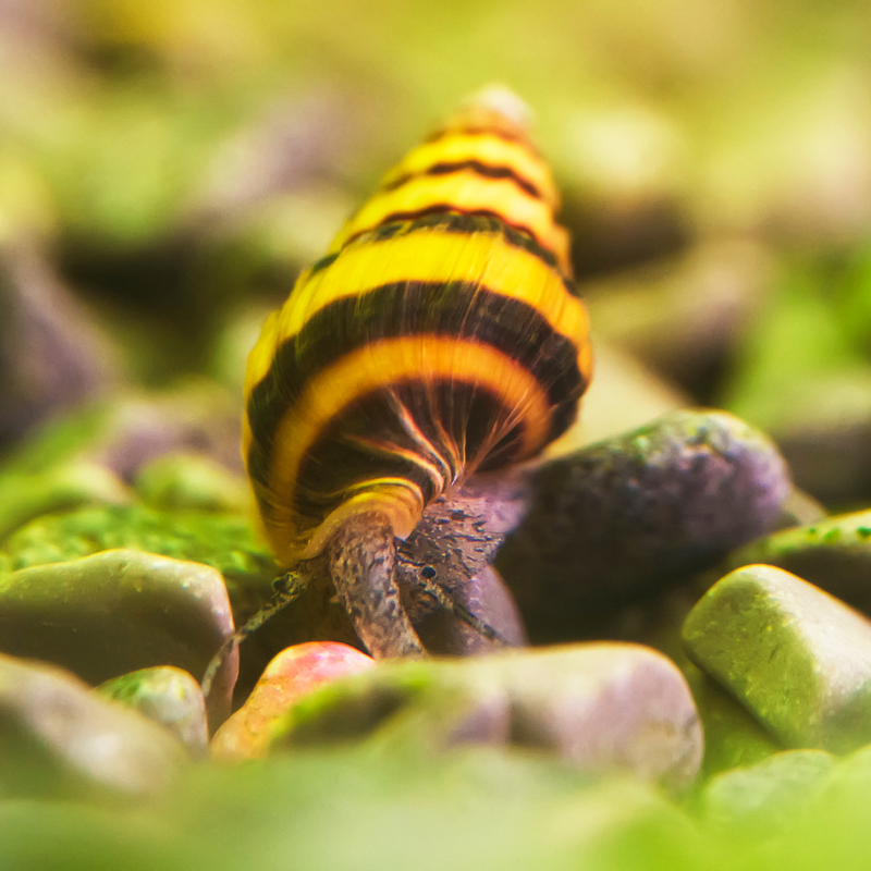 Assassin Snail