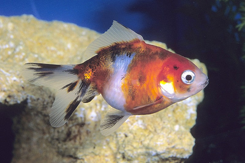 Calico Fantail Fancy Goldfish 3-4"