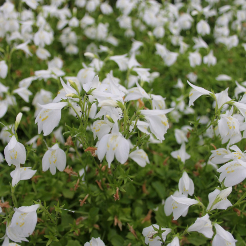 Mazus Reptans Alba White Chinese Marshflower