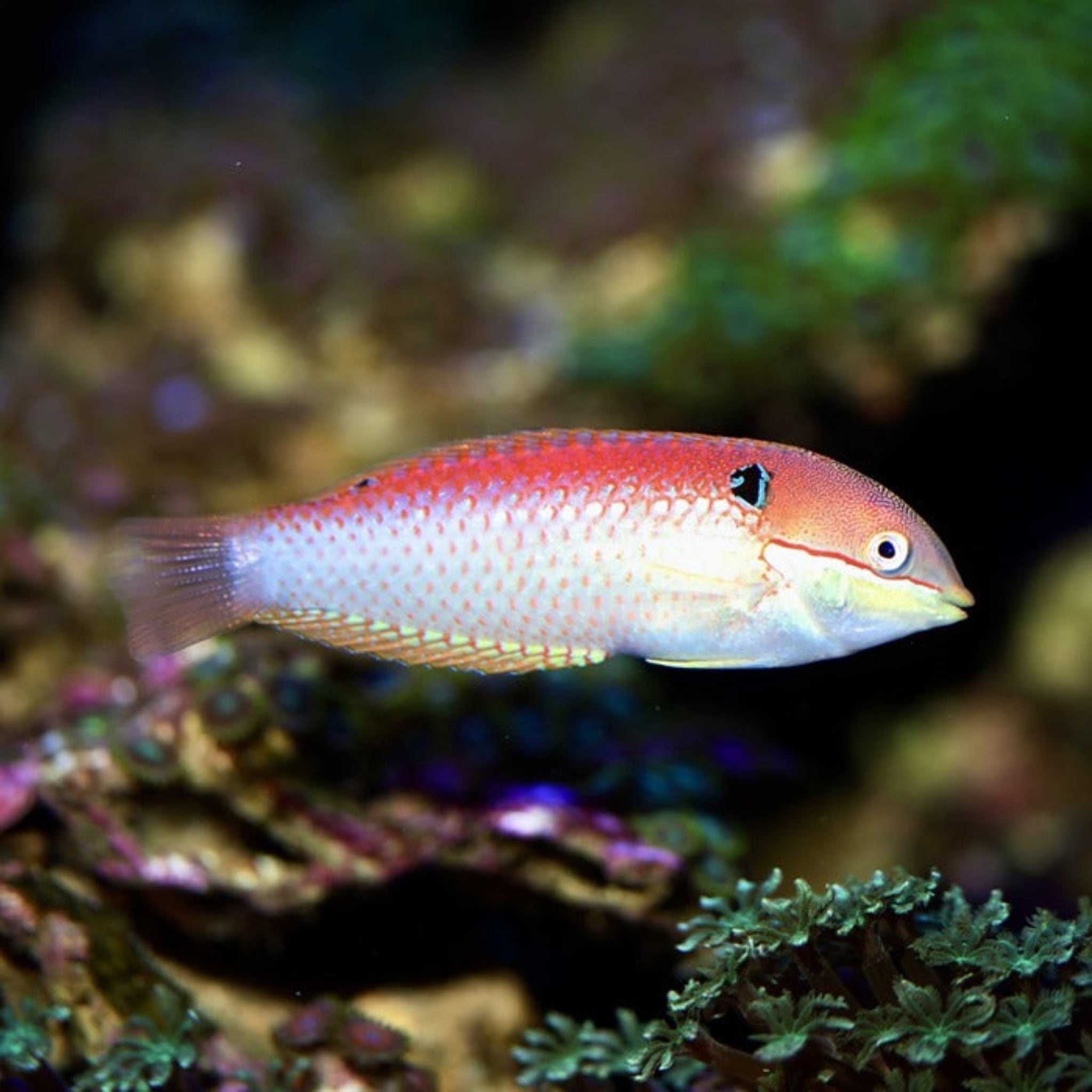 Vivienne's Leopard Wrasse (Macropharyngodon vivienae)