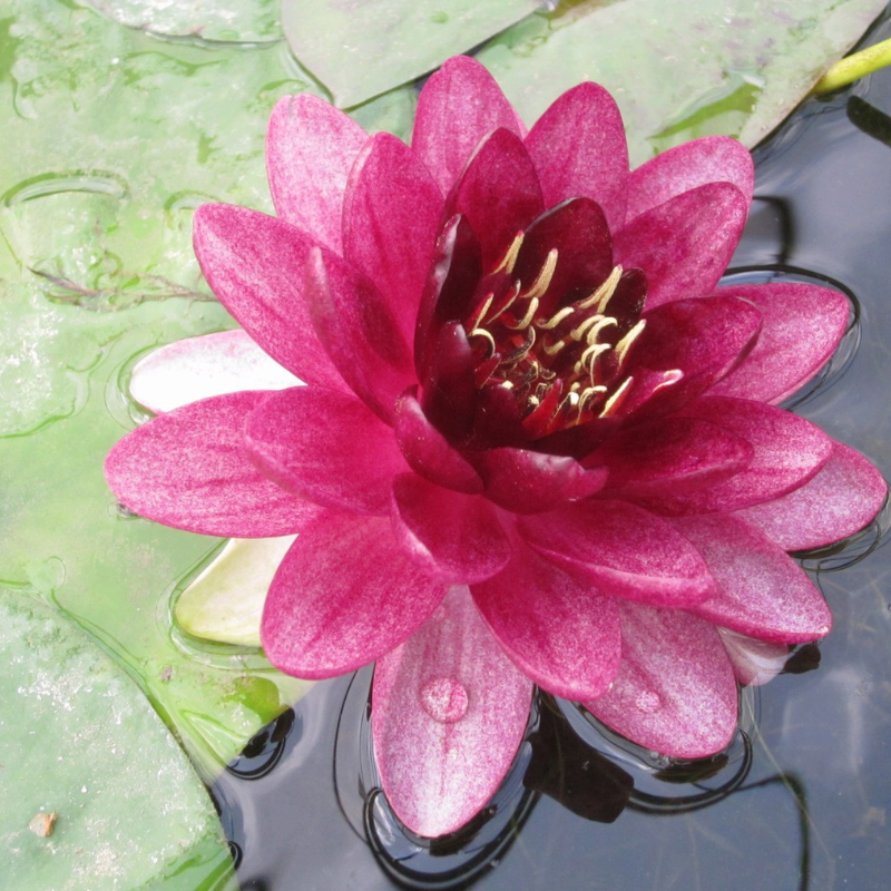 Nymphaea Almost Black Water Lily