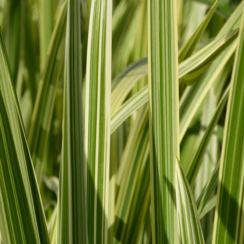 Glyceria Maxima Variegata Variegated Reed Sweet Grass