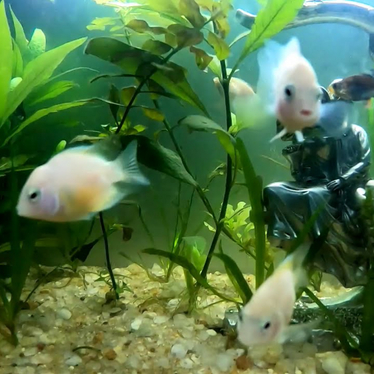 White Parrot Cichlid 2-3