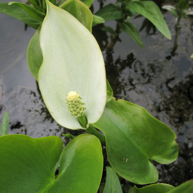 Calla Palustris Water Arum