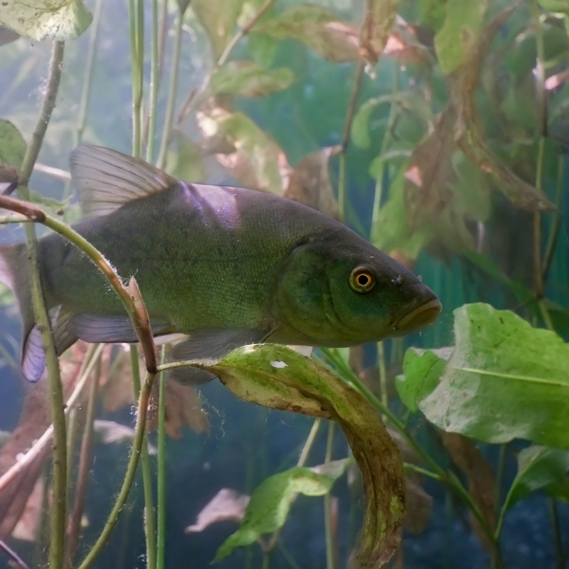 Green Tench 2-3" inches