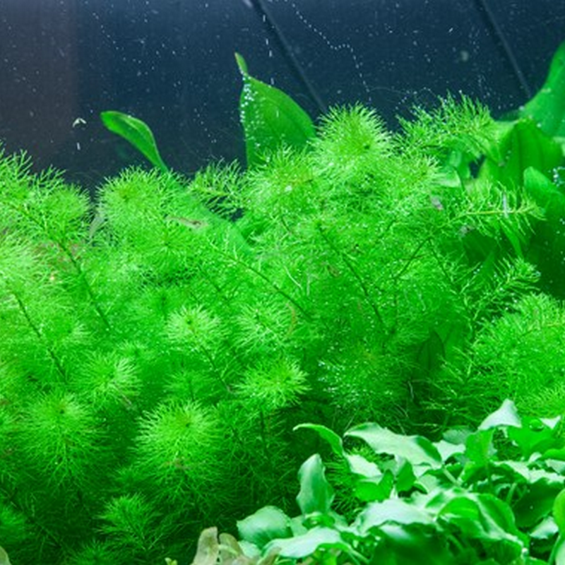 Tropica In-Vitro 1-2-Grow! Myriophyllum 'Guyana'