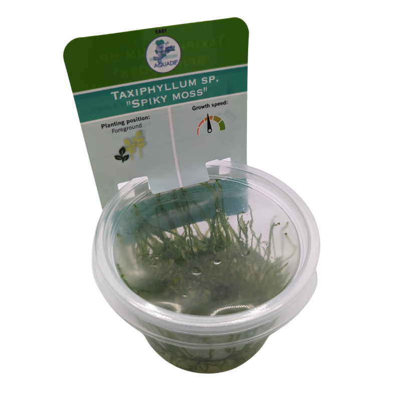Aquadip Spiky Moss Taxiphyllum Sp. In-Vitro Cup