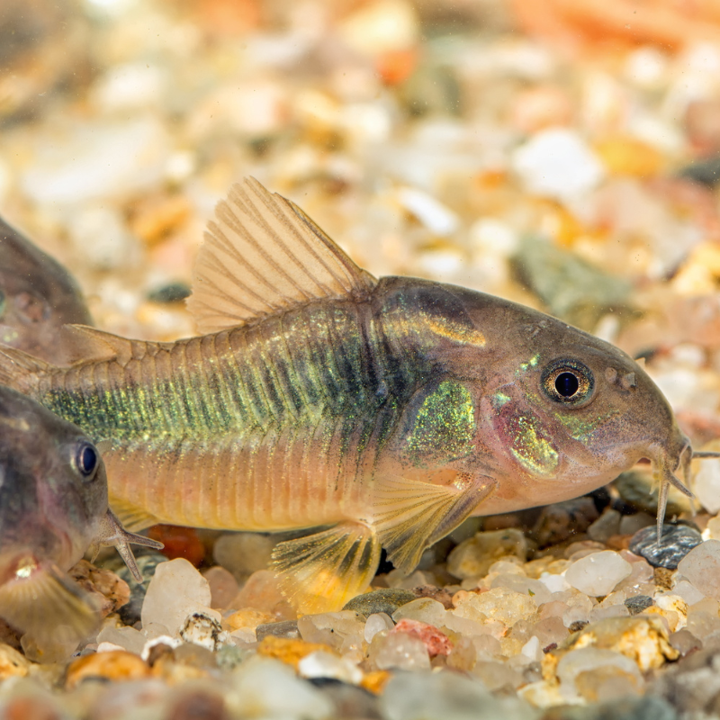 Bronze Corydoras Catfish