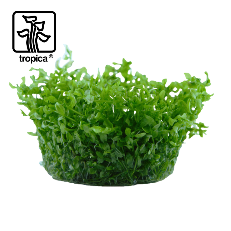 Tropica In-Vitro 1-2-Grow! Hemianthus Micranthemoides