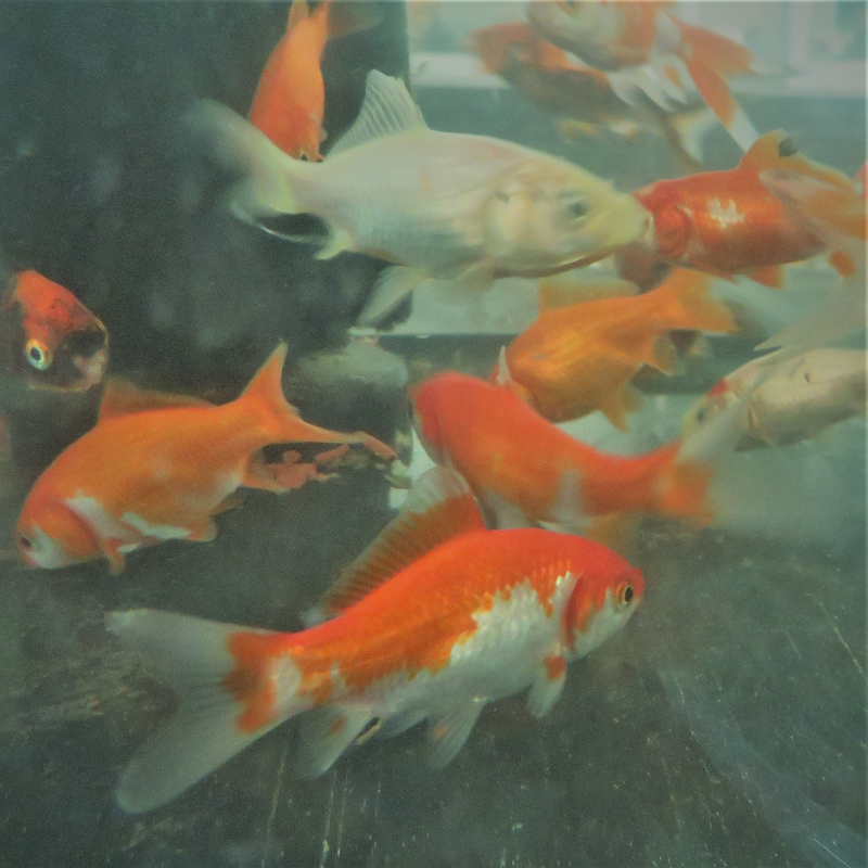 Common Goldfish Assorted Colours 2-3