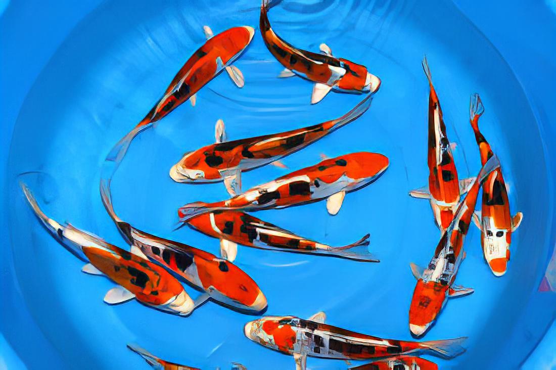 Yamato Nishiki Grade A Koi Carp Cyprinus Carpio - Real Aquatics