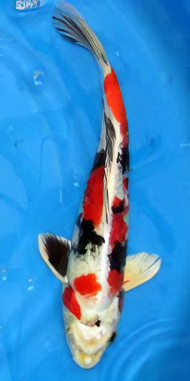 Yamato Nishiki Grade A Koi Carp Cyprinus Carpio - Real Aquatics