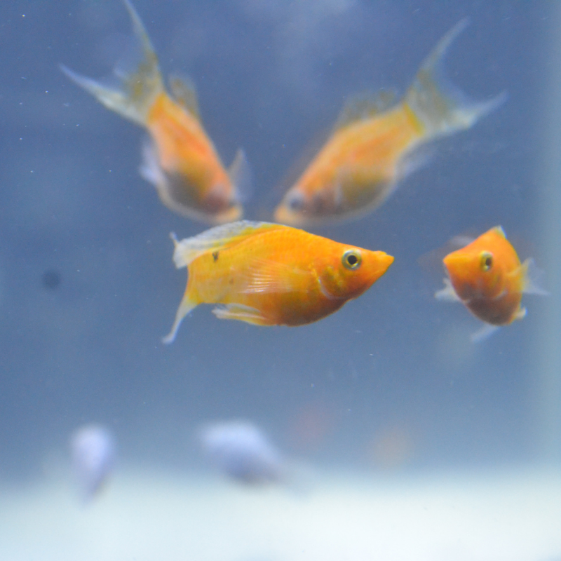 Orange Lyre Tail Molly Real Aquatics