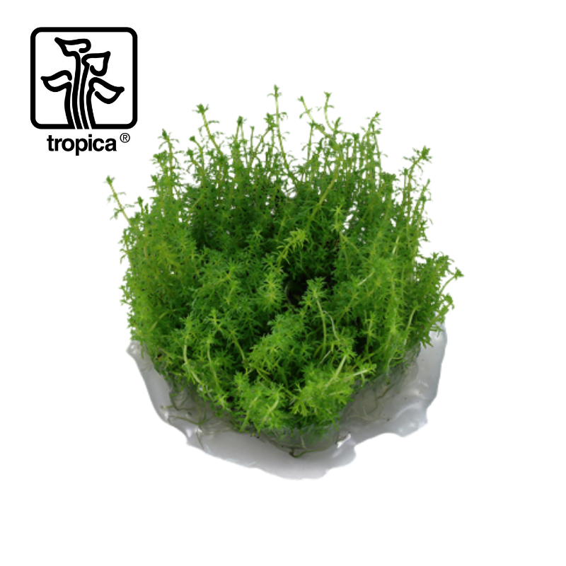 Tropica In-Vitro 1-2-Grow! Myriophyllum 'Guyana'