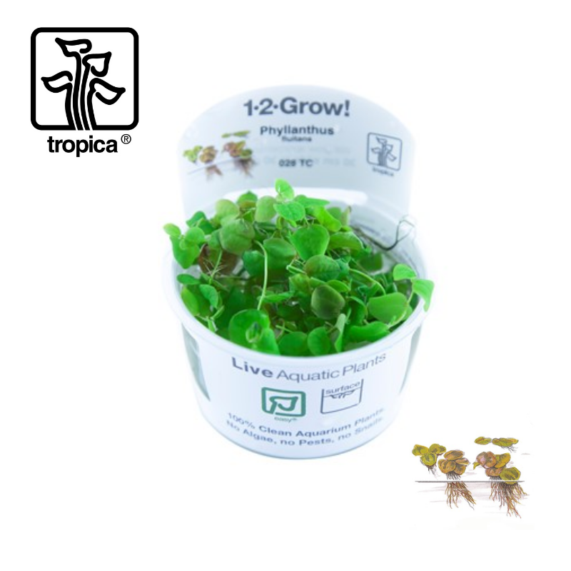 Tropica In-Vitro 1-2-Grow! Phyllantus Fluitans Floating Plant