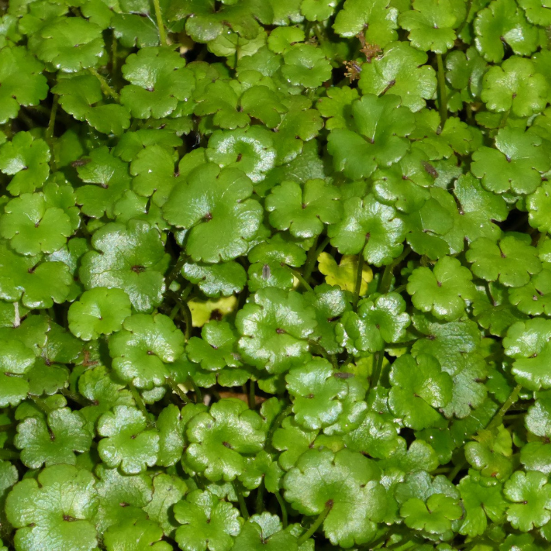 Hydrocotyle Nova Zealand Miniature Pennywort 1 Ltr