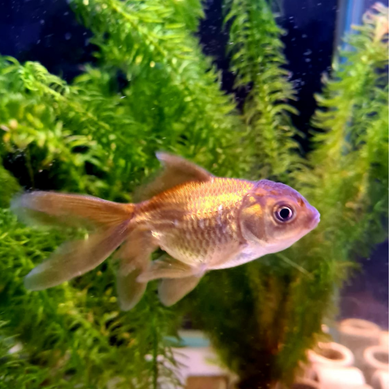 Chocolate Oranda Goldfish 3-4"