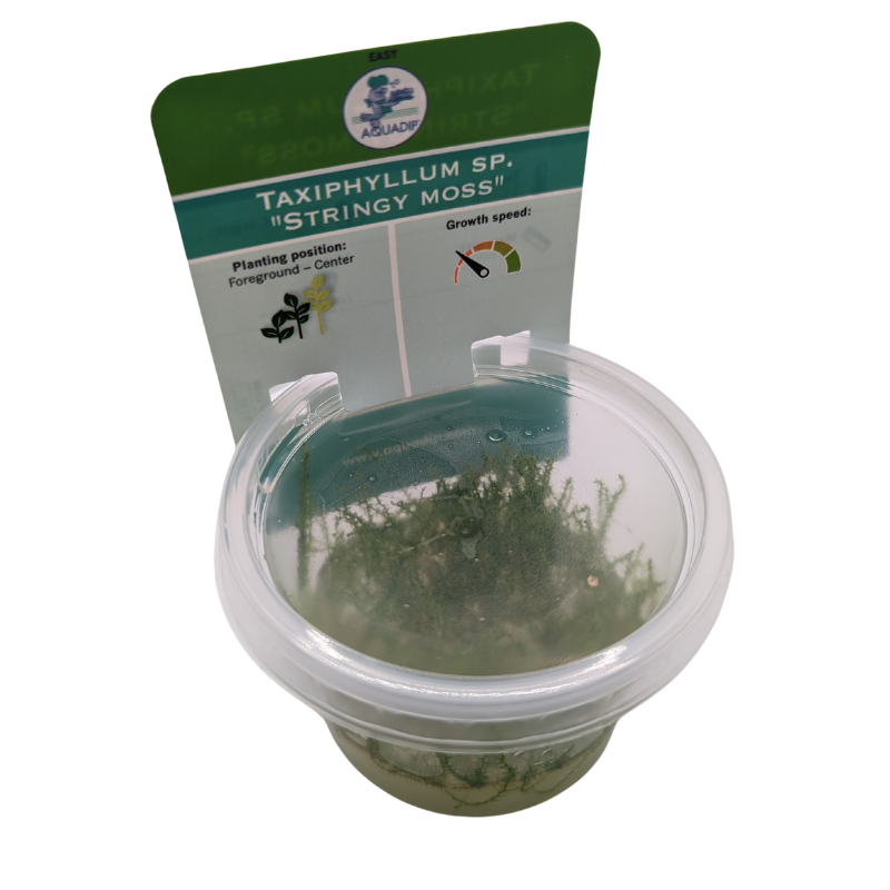 Aquadip Stringy Moss Taxiphyllum Sp. In-Vitro Cup
