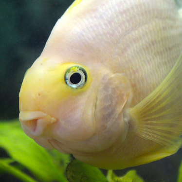 white Parrot シクリッド White Parrot Cichlid 2-3