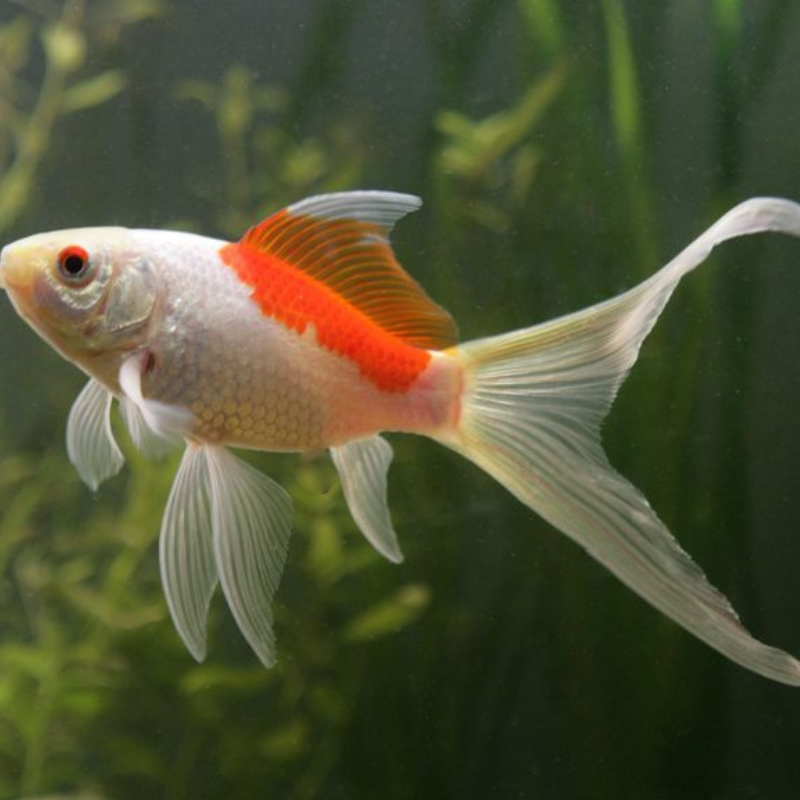 Sarasa Goldfish 3-4"