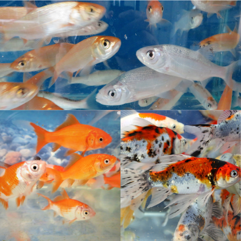 Mixed Bundle Pond Fish Goldfish Shubunkins & Orfe 4-5"