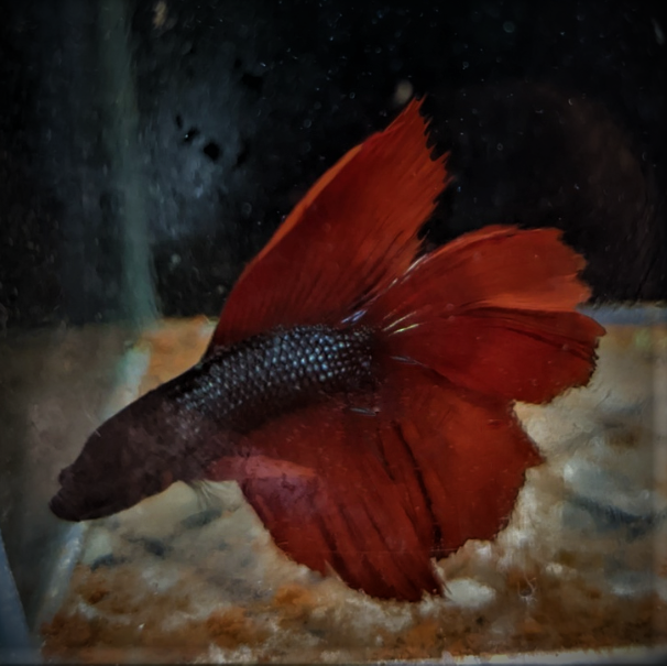 Male Betta Siamese Fighter Fish (#19)