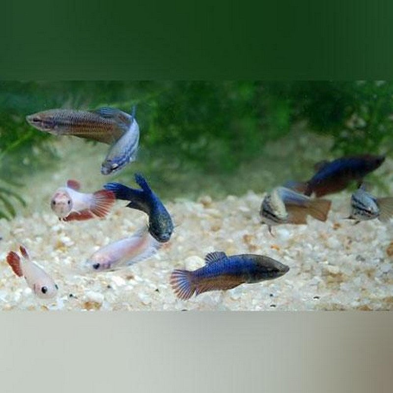 Female Siamese Betta Fighting Fish