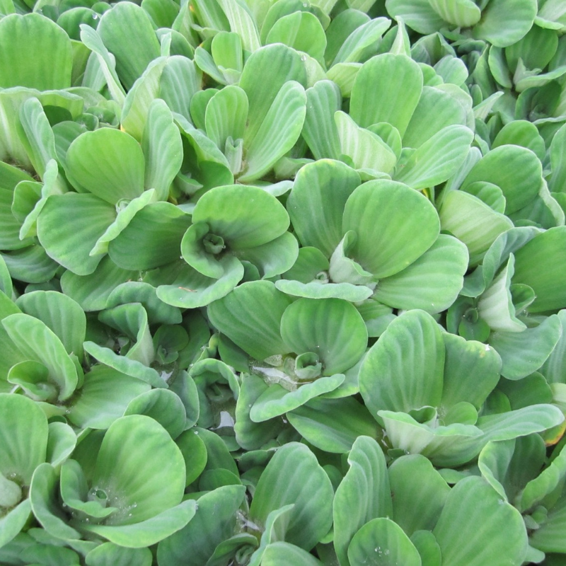Water lettuce Pistia Stratiotes Floating Pond Plant