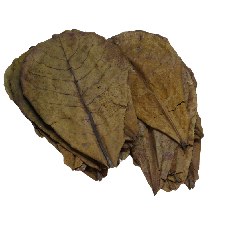 Catappa Indian Almond Leaves (XL) x20